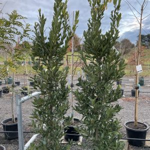 Laurus nobilis  - Bay Tree
