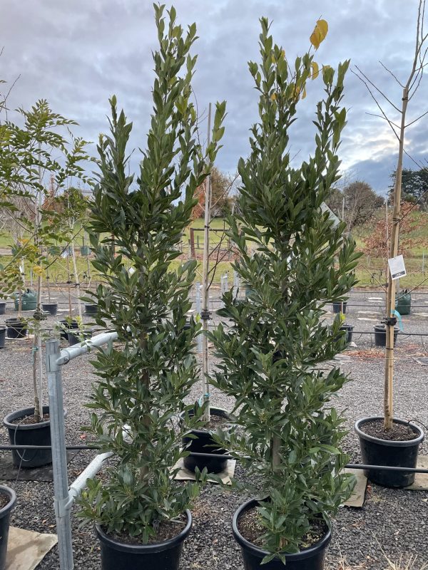 Laurus nobilis  - Bay Tree