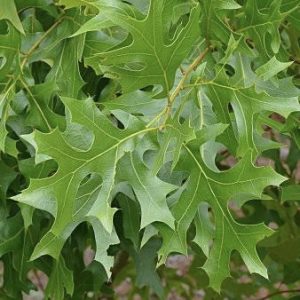 Quercus cerris - Turkey Oak