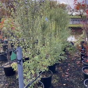 Pittosporum tenuifolium 'Screenmaster'