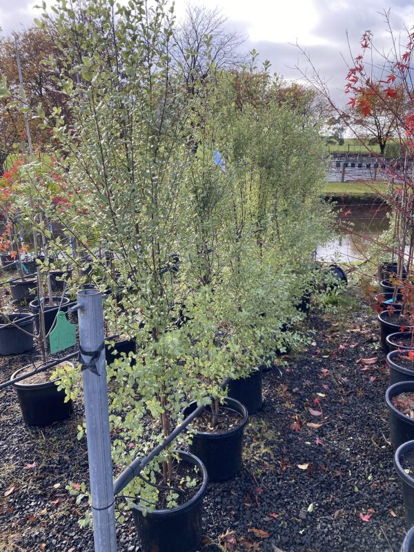 Pittosporum tenuifolium 'Screenmaster'