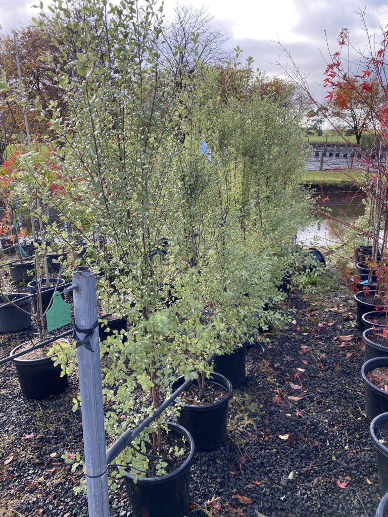 Pittosporum tenuifolium 'Screenmaster' - Blerick Tree Farm