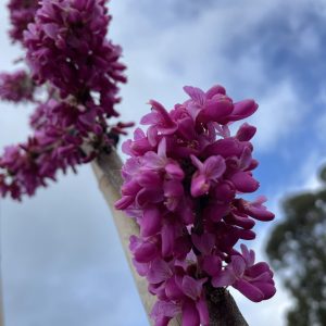 Cercis canadensis - Redbud