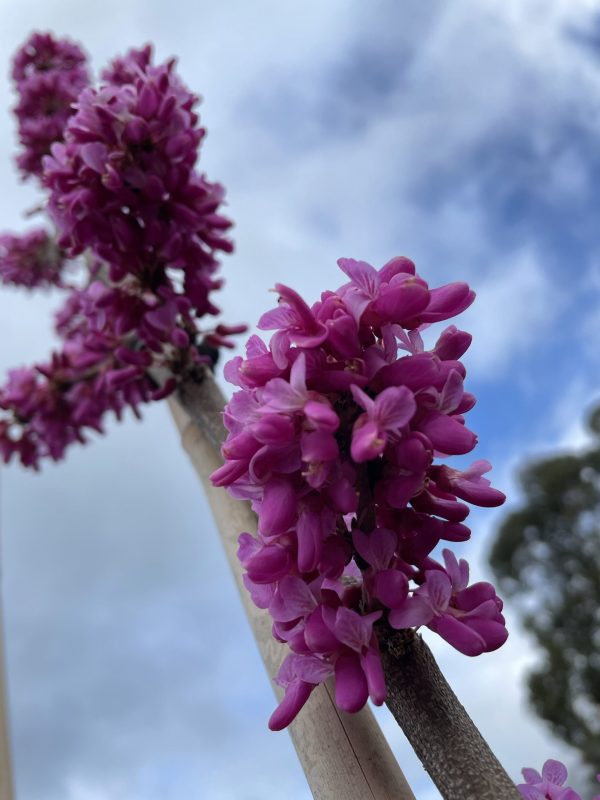 Cercis canadensis - Redbud