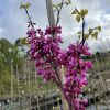 Cercis canadensis - Redbud - Image 2