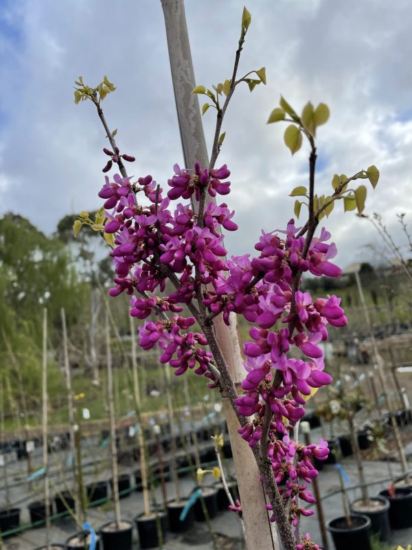 Cercis canadensis - Redbud - Image 2