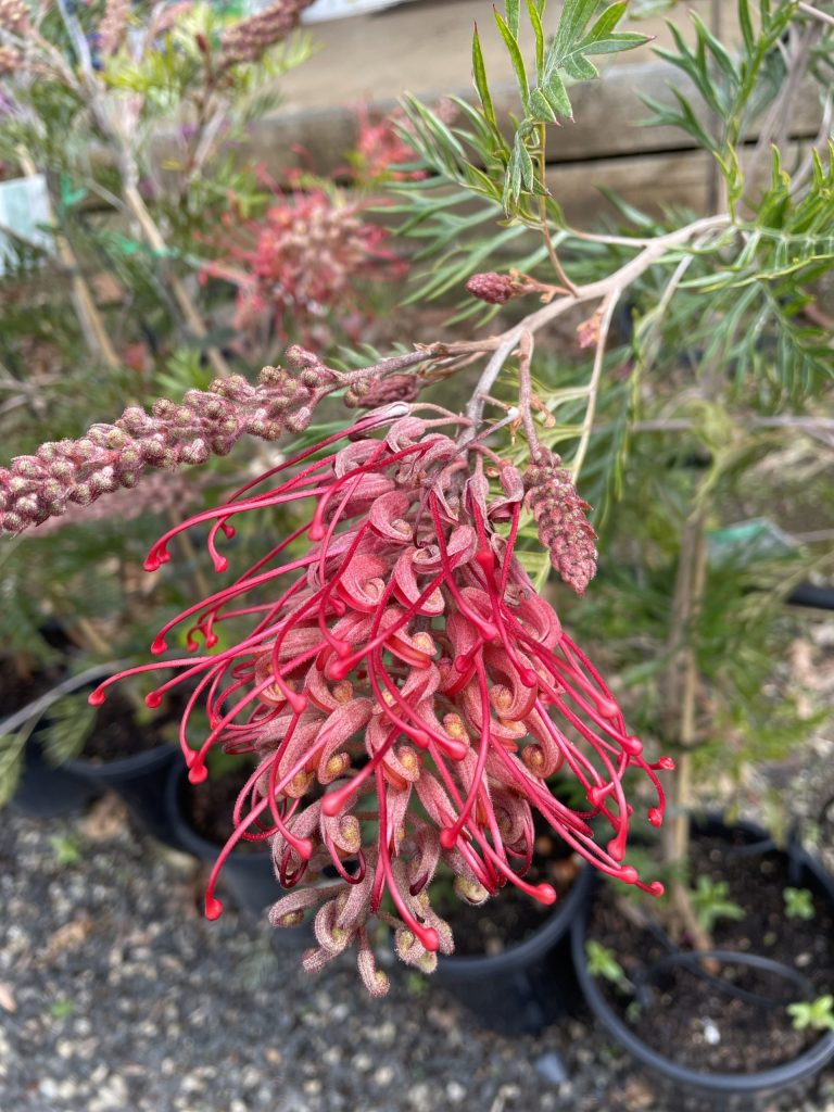 Grevillea 'Robyn Gordon' Blerick Tree Farm