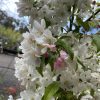 Malus 'Sutyzam' or 'Sugar Tyme'