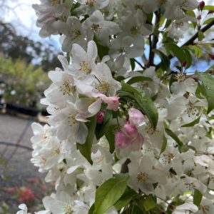 Malus 'Sutyzam' or 'Sugar Tyme'