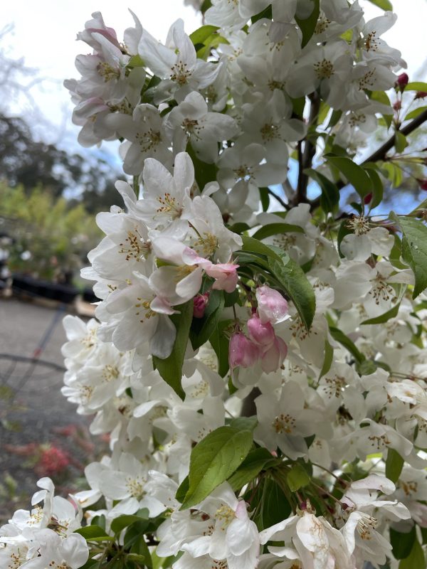 Malus 'Sutyzam' or 'Sugar Tyme'
