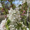 Malus 'Sutyzam' or 'Sugar Tyme' - Image 2