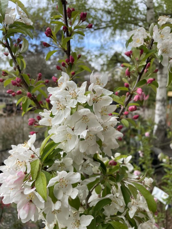 Malus 'Sutyzam' or 'Sugar Tyme' - Image 2