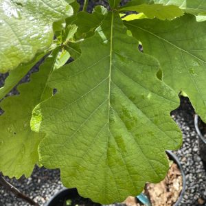 Quercus dentata - Daimyo Oak