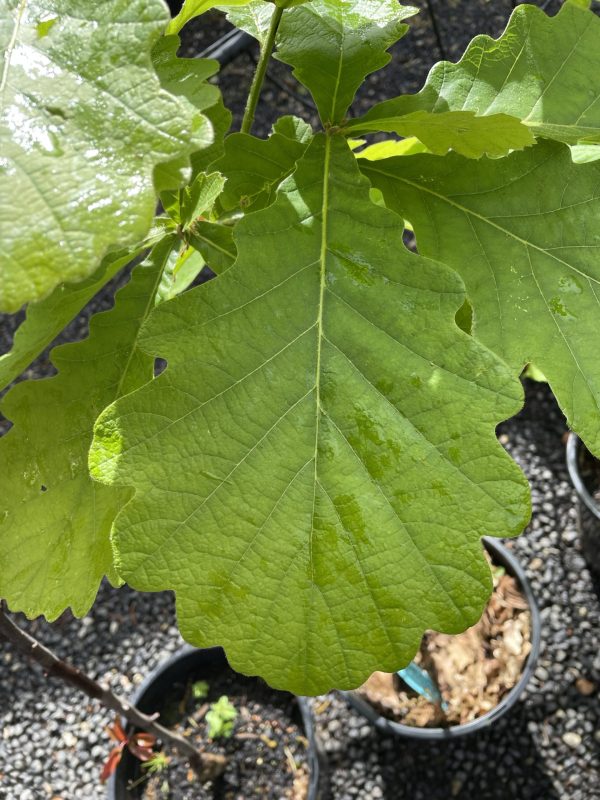 Quercus dentata - Daimyo Oak