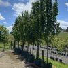 Pyrus calleryana - Capital