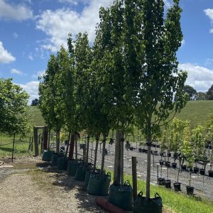 Pyrus calleryana - Capital