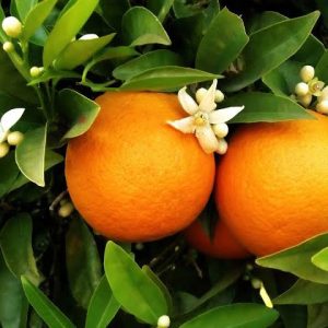Orange - Washington Navel