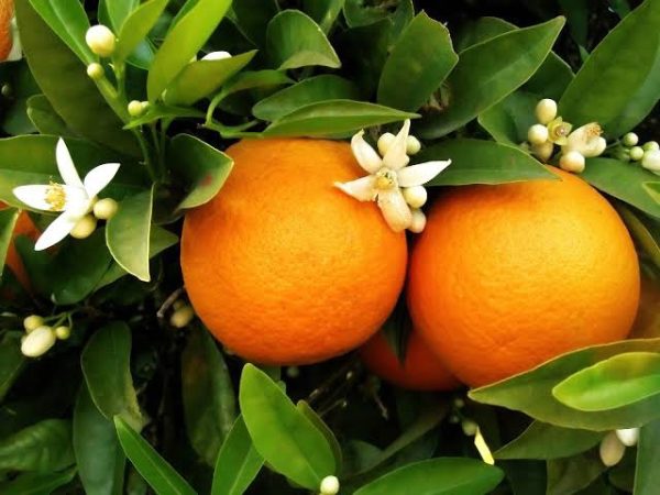 Orange - Washington Navel