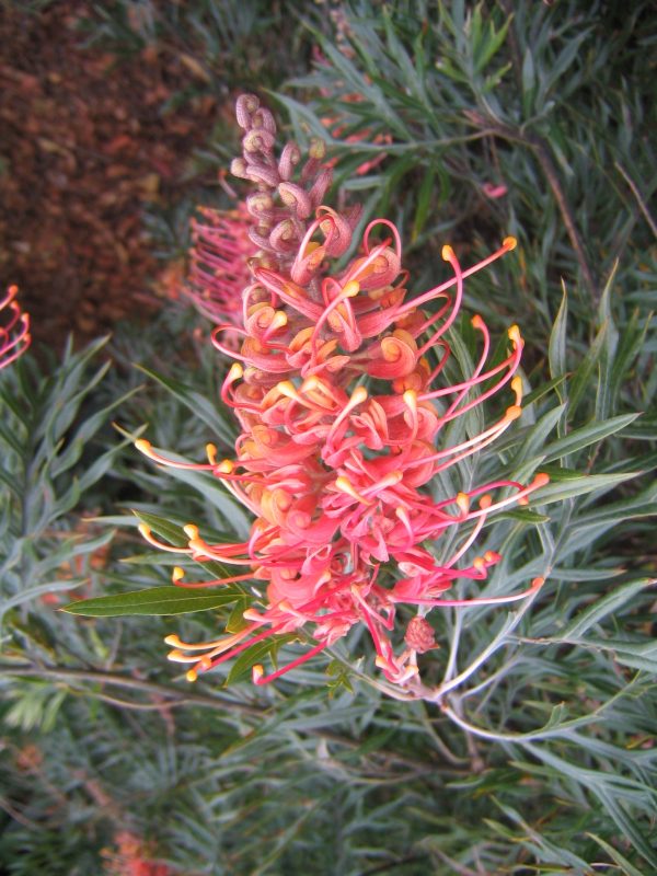 Grevillea 'Superb'