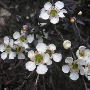 Leptospermum 'Starry Night'