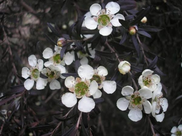 Leptospermum 'Starry Night'