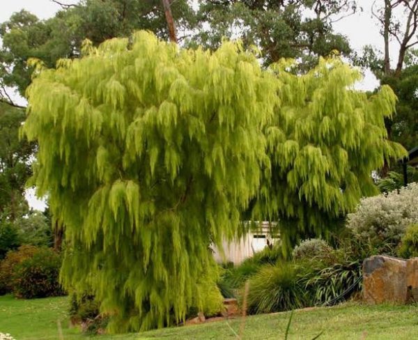 Acacia cognata 'Lime Magik'