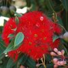 Corymbia ficifolia - Red Flowering Gum - Image 2