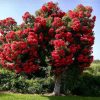 Corymbia ficifolia - Red Flowering Gum