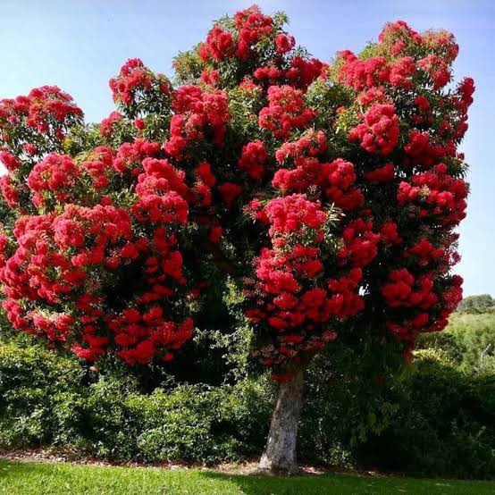 Corymbia ficifolia - Red Flowering Gum - Blerick Tree Farm