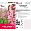 Prunus  x incam 'JFS-KW14' First Blush - Image 2