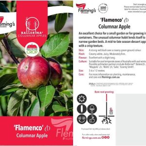 Apple - Flamenco