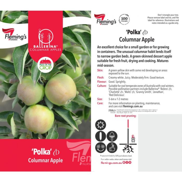 Apple - Polka - Image 2