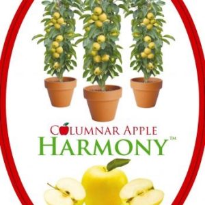 Apple - Harmony
