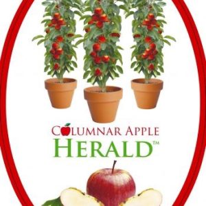 Apple - Herald