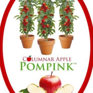 Apple - Pompink