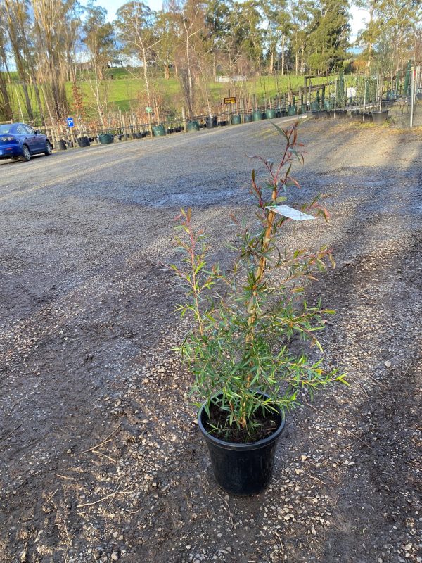 Leptospermum petersonii - Lemon Scented Tea Tree - Image 3