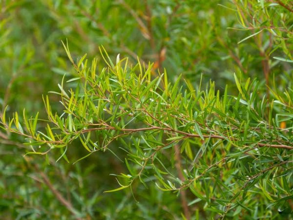 Leptospermum petersonii - Lemon Scented Tea Tree - Image 2