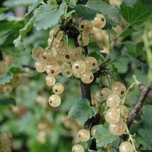 Currant - White