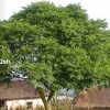 Melia azedarach - White Cedar - Image 2