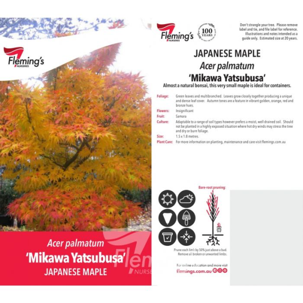 Acer palmatum - Mikawa-yatsubusa - Image 4