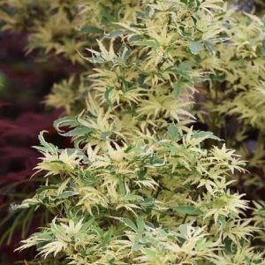 Acer palmatum - Butterfly