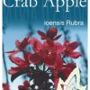 Malus ioensis 'Rubra' - Red Flowering Crab Apple - Image 3