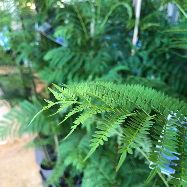 Jacaranda mimosifolia - Jacaranda - Image 3