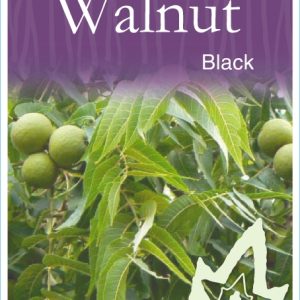 Juglans nigra - Black Walnut