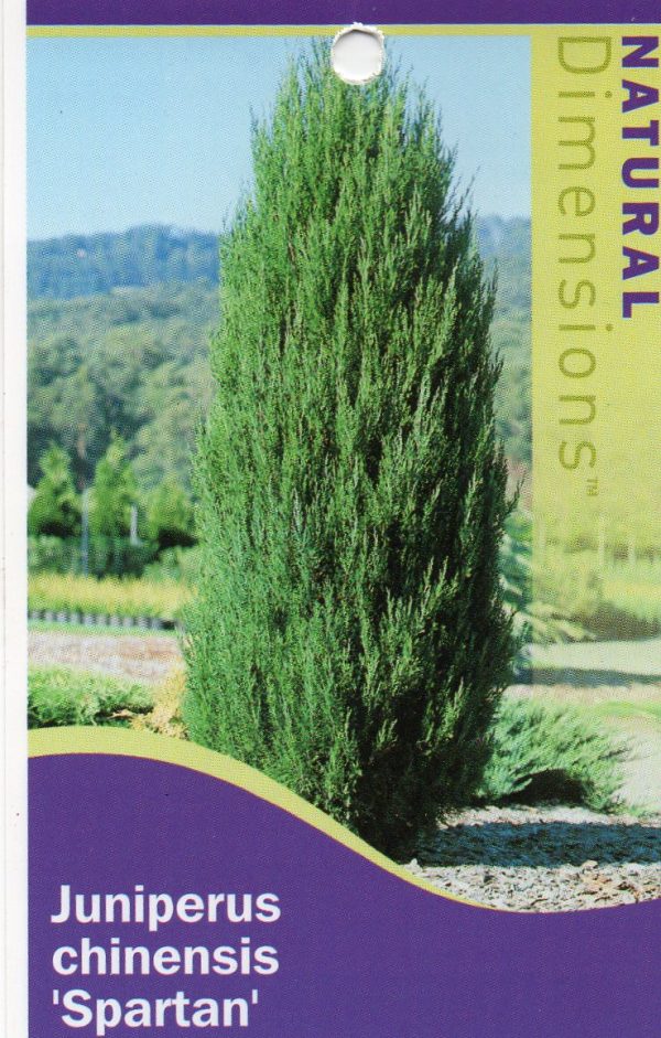 Junipers chinensis 'Spartan'