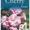 Prunus (Cherry) serrulata - 'Kanzan'