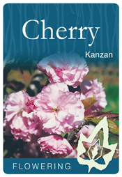 Prunus (Cherry) serrulata - 'Kanzan'