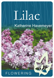 Syringa vulgaris 'Katherine Havemeyer' - Mauve Flowering Lilac