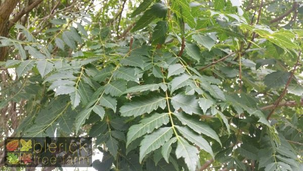 Koelreuteria paniculata - Golden Rain Tree - Image 2