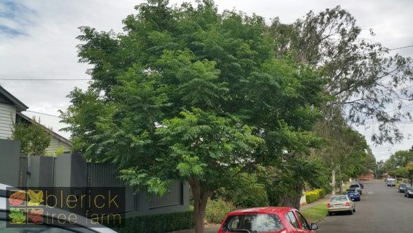 Koelreuteria paniculata - Golden Rain Tree - Image 4